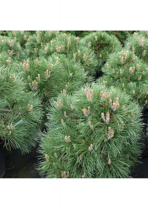 Pinus nigra austriaca