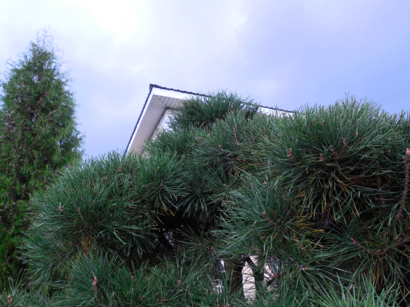 Сосна Тунберга Pinus thunbergii