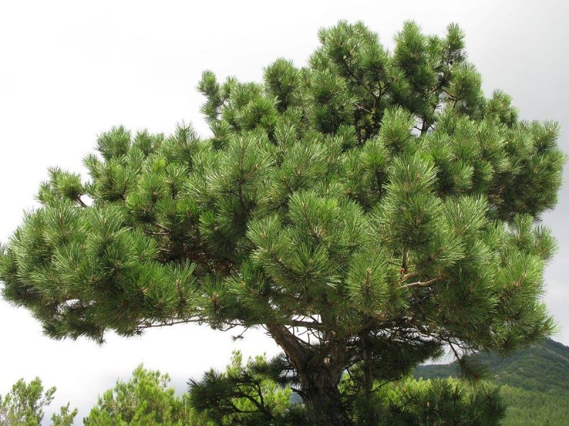 Pinus nigra