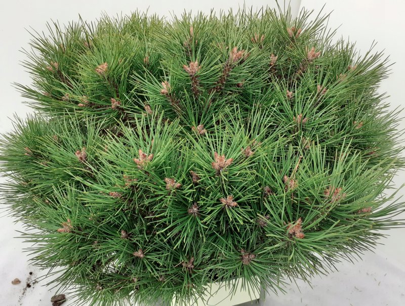 Pinus nigra Rondello