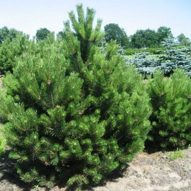 Pinus nigra 'Nana'