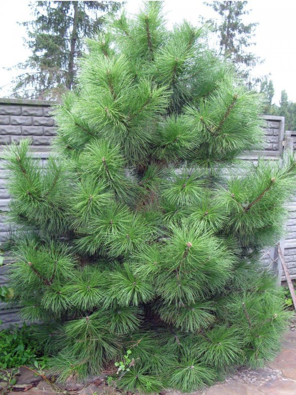 Сосна черная Нигра