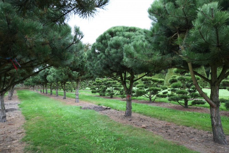 Pinus nigra