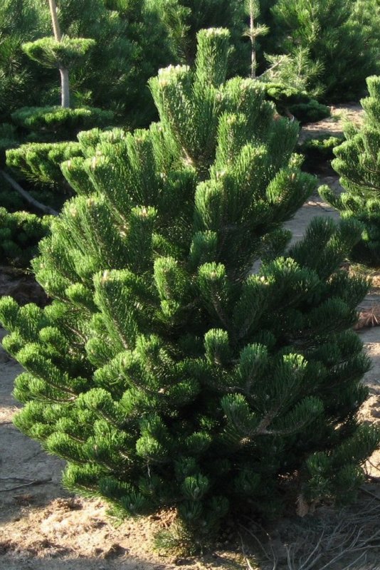 Сосна черная (Pinus nigra)