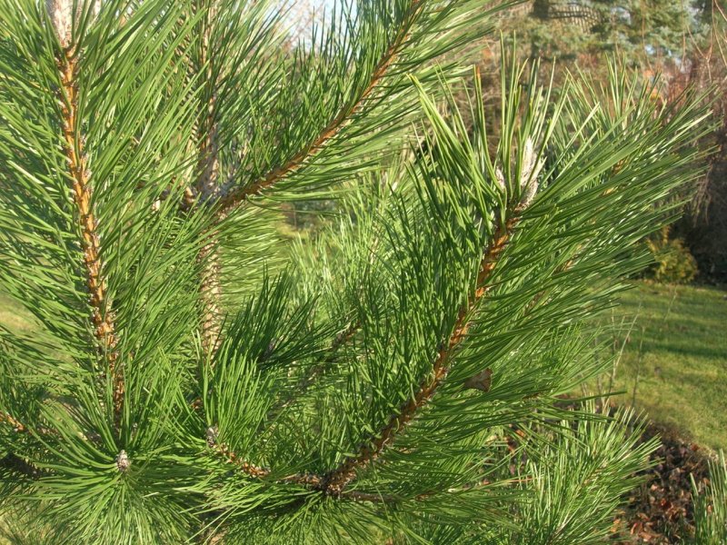 Pinus nigra (сосна чёрная) 'pyramidalis'