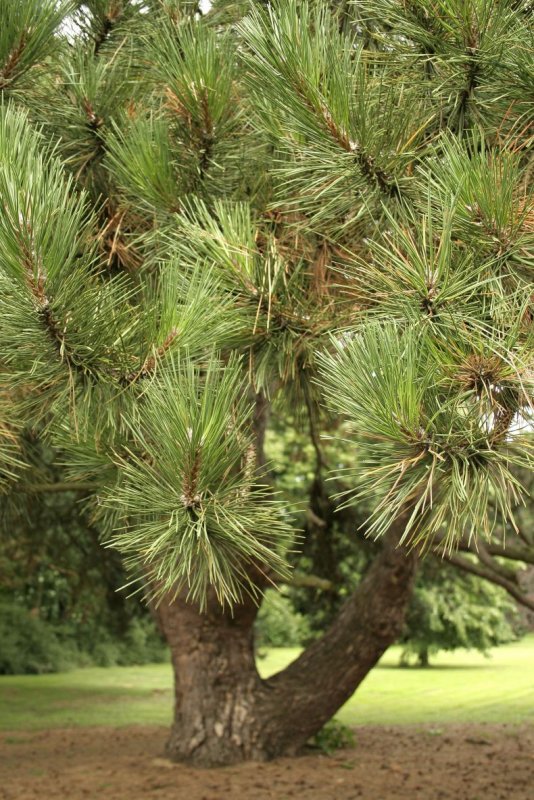 Сосна черная (Pinus nigra)