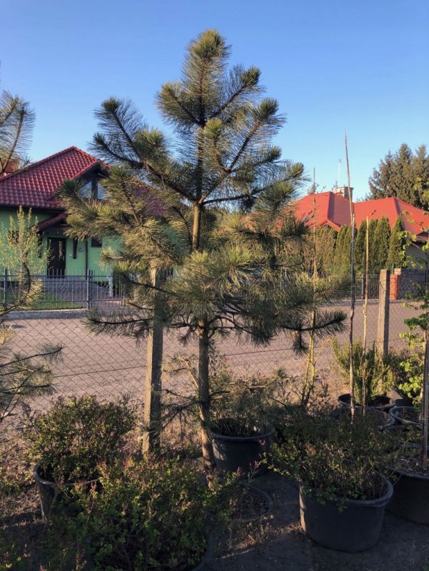 Сосна Pinus nigra