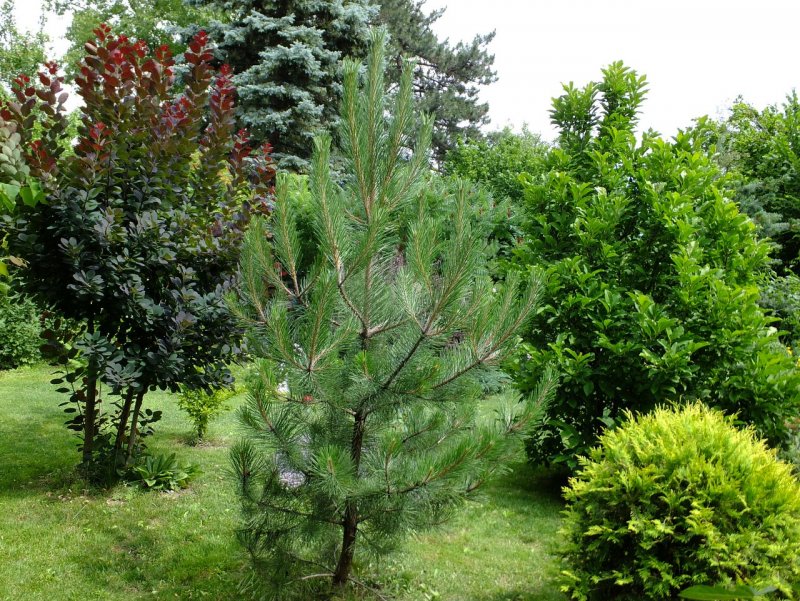 Pinus nigra 'Nana'