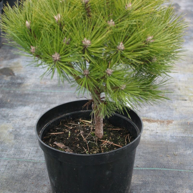 Pinus nigra 'maritima'
