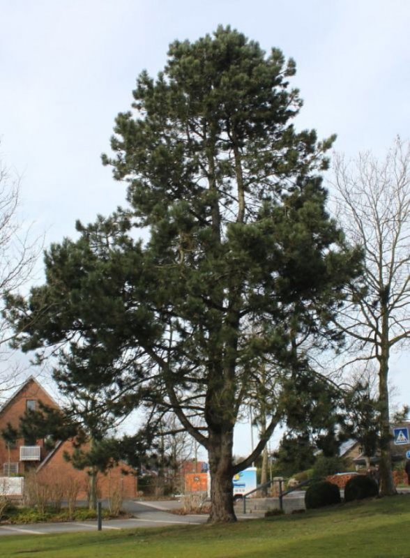 Pinus nigra