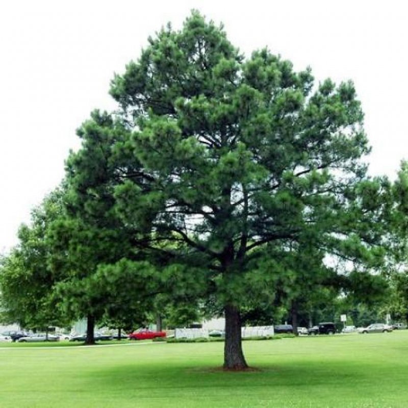 Сосна Pinus nigra Nana
