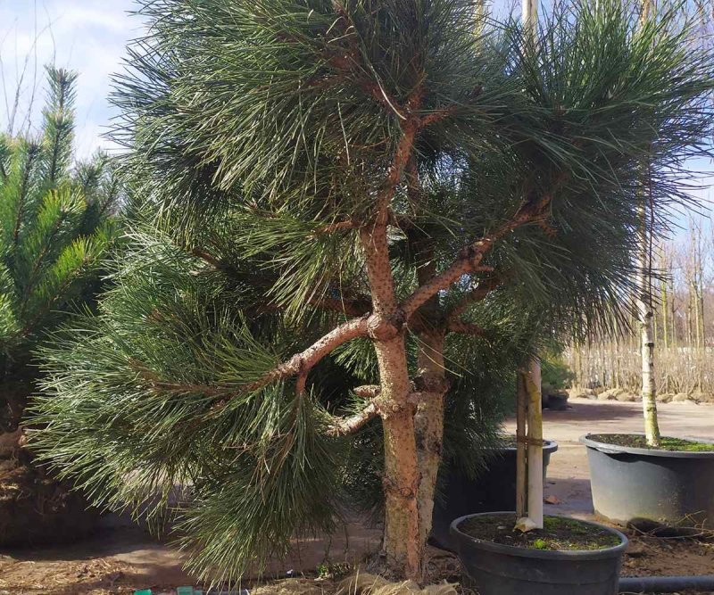 Сосна черная "var. Caramanica"