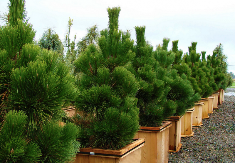Pinus nigra Brepo