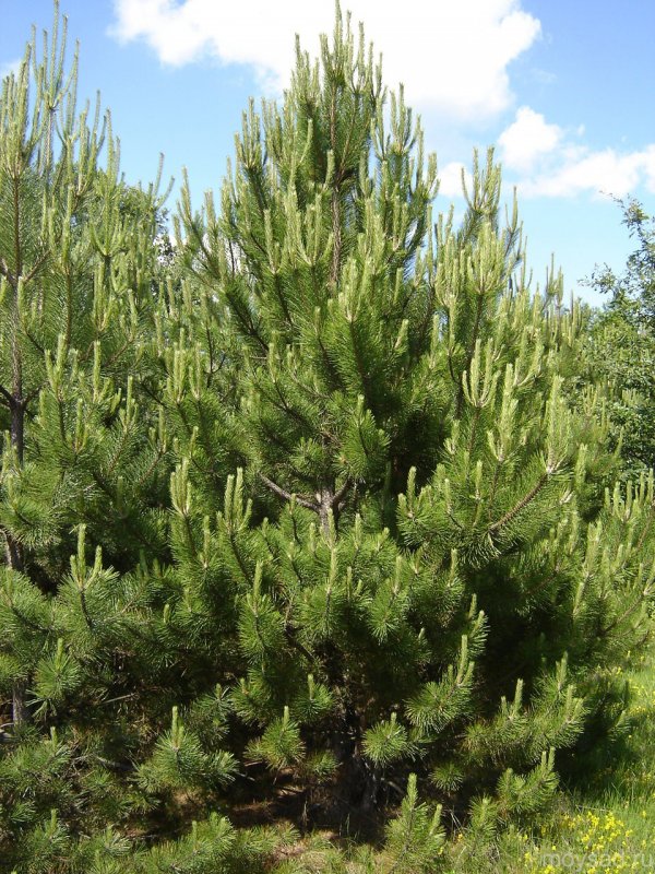 Сосна черная nigra