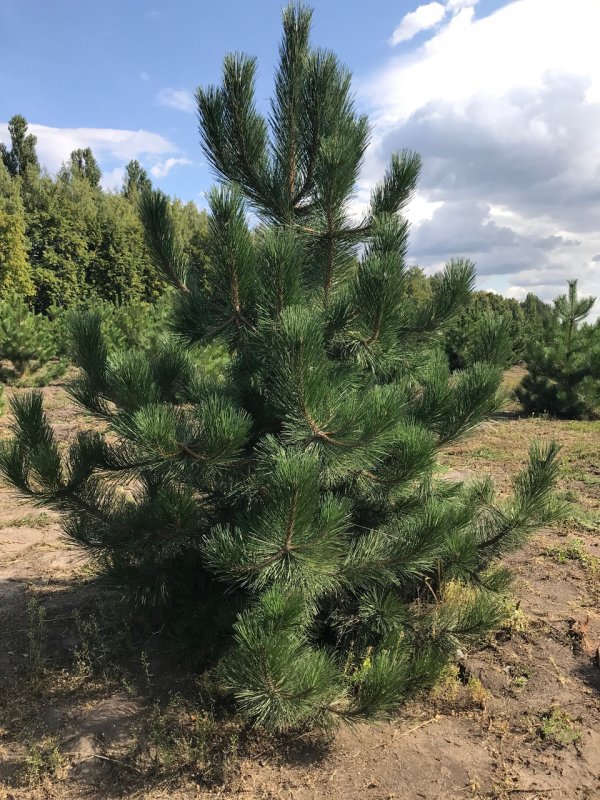 Сосна Горная Голдстар