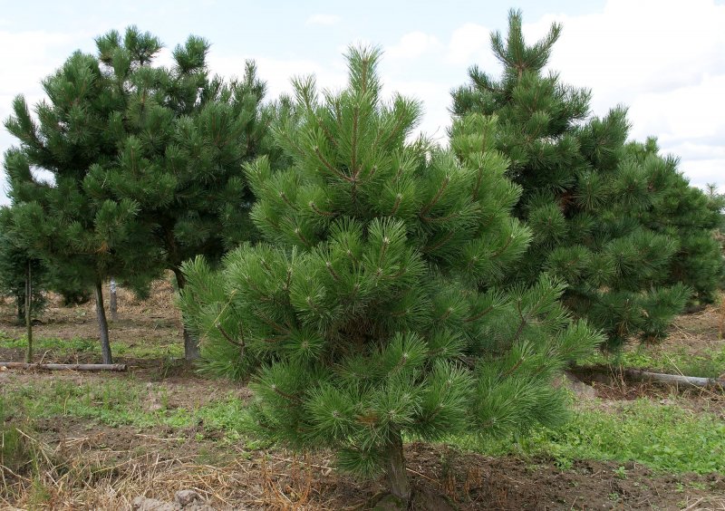 Pinus nigra Bobo