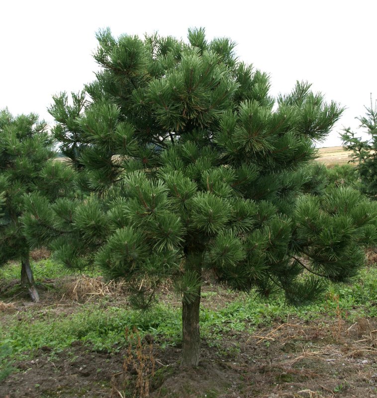 Сосна nigra. Hornibrookiana