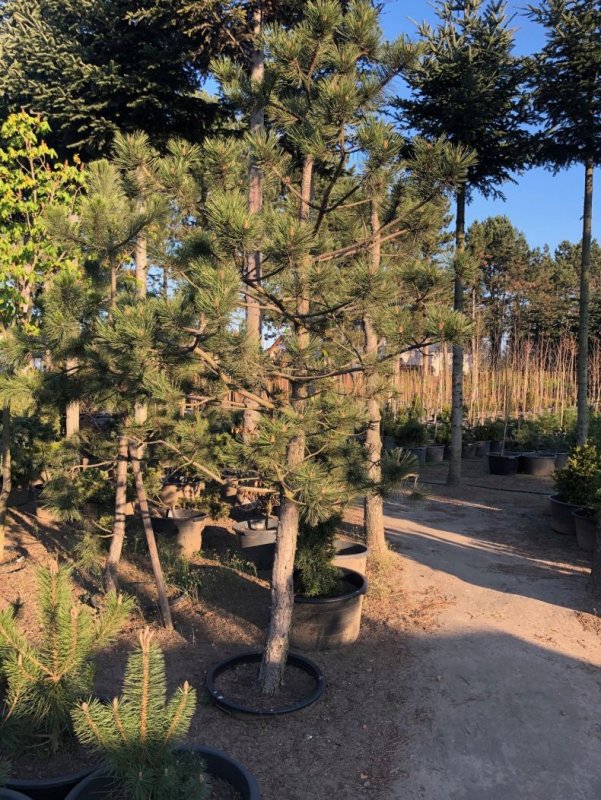 Сосна Pinus nigra