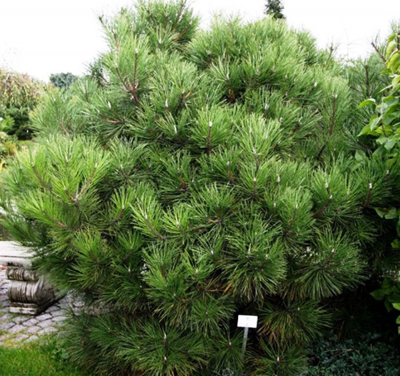 Pinus thunbergii 'Thunderhead'