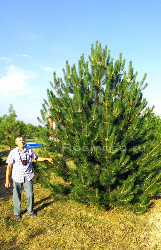 Pinus nigra 'Nana'