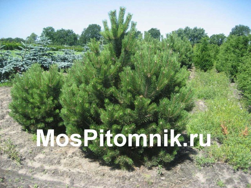 Сосна черная Глобоза
