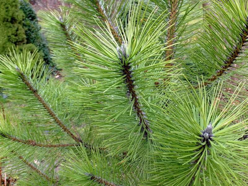 Сосна Pinus nigra
