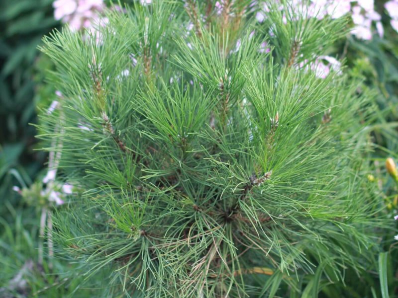 Pinus nigra 'Nana'