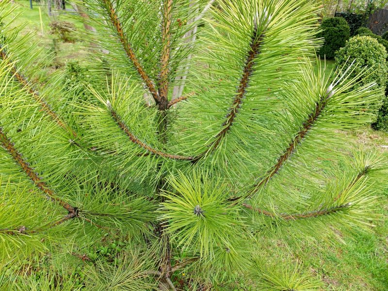 Сосна черная (Pinus nigra)