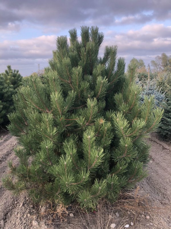 Сосна черная (Pinus nigra)
