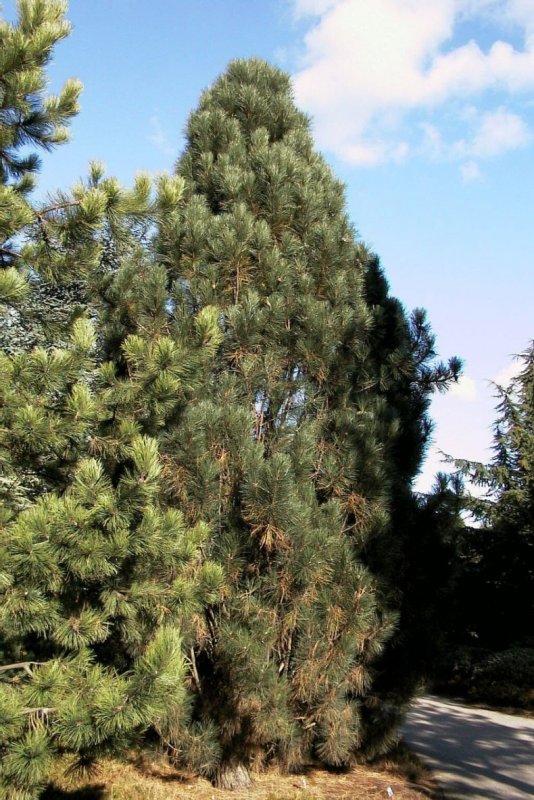 Pinus nigra austriaca