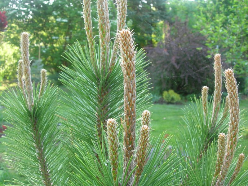 Сосна черная (Pinus nigra)