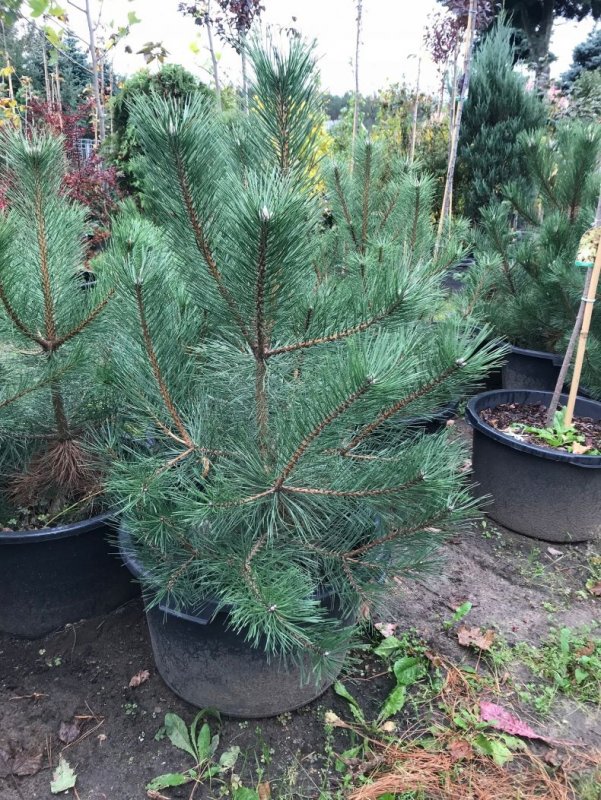 Pinus nigra nigra