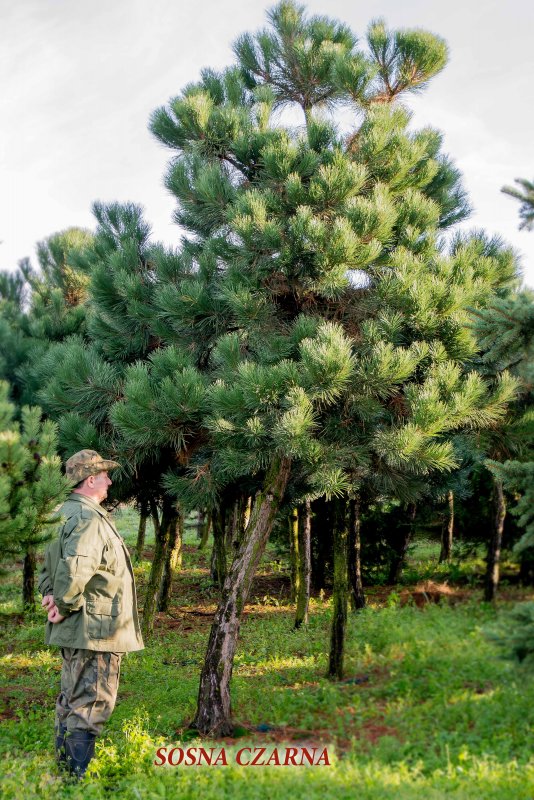 Сосна Pinus mugo Mops штамбовая