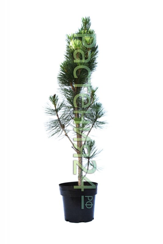 Сосна черная (Pinus nigra "globosa viridis")*