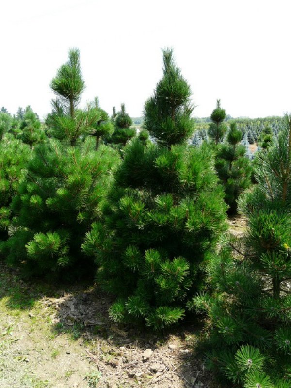 Сосна черная "Oregon Green" (Орегон Грин)