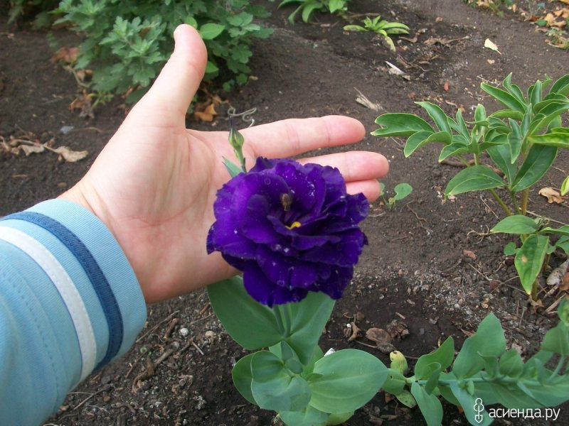 Эустома Рассела