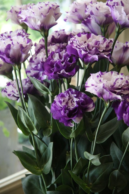 Эустома (Lisianthus)