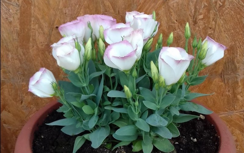 Цветы Eustoma зеленая