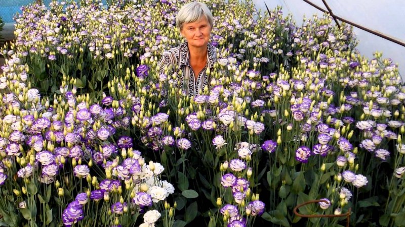 Примула и эустома
