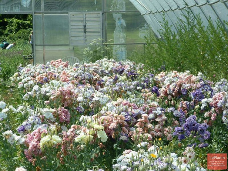 Эустома (Lisianthus)