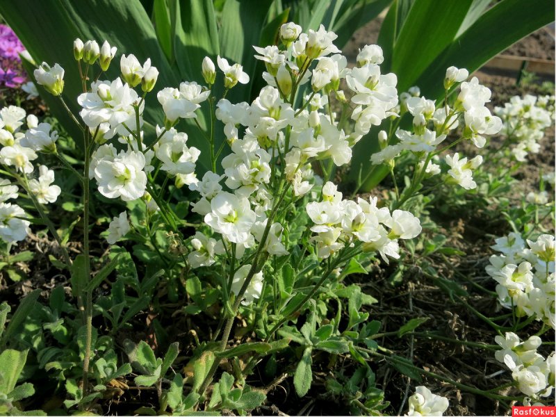 Арабис кавказский 'Rosabella'