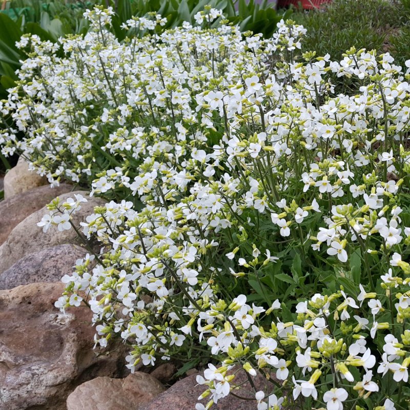 Арабис Альпийский Уайт