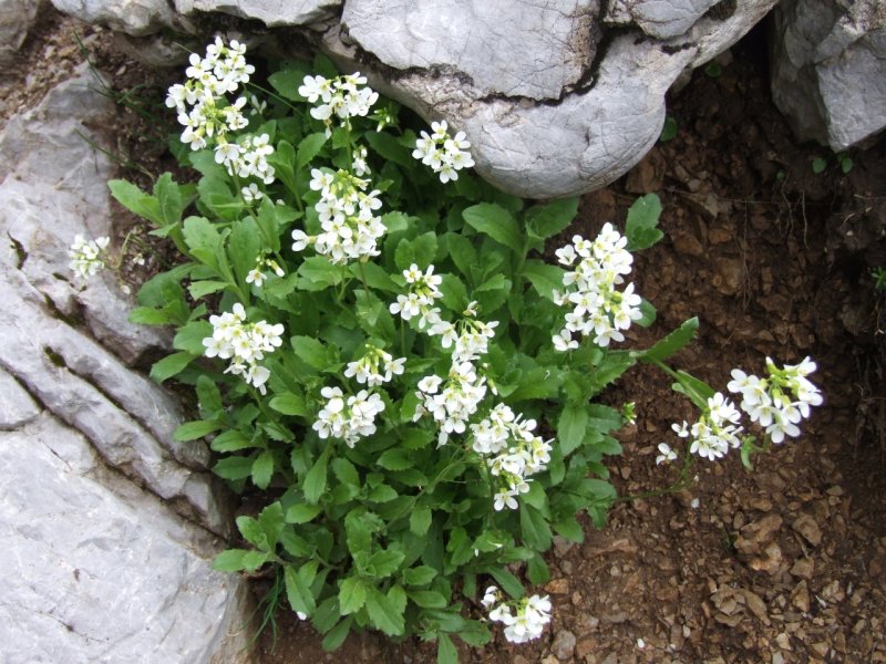 Арабис (Arabis)