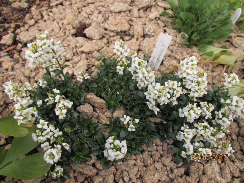 Арабис Arabis Caucasica