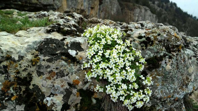 Arabis Alpina (Арабис Альпийский)