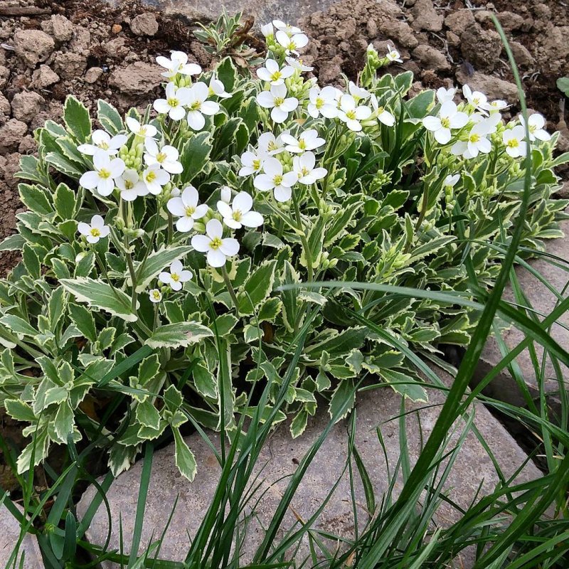Арабис Альпийский