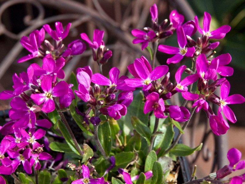 Arabis — род Арабис (Резуха)