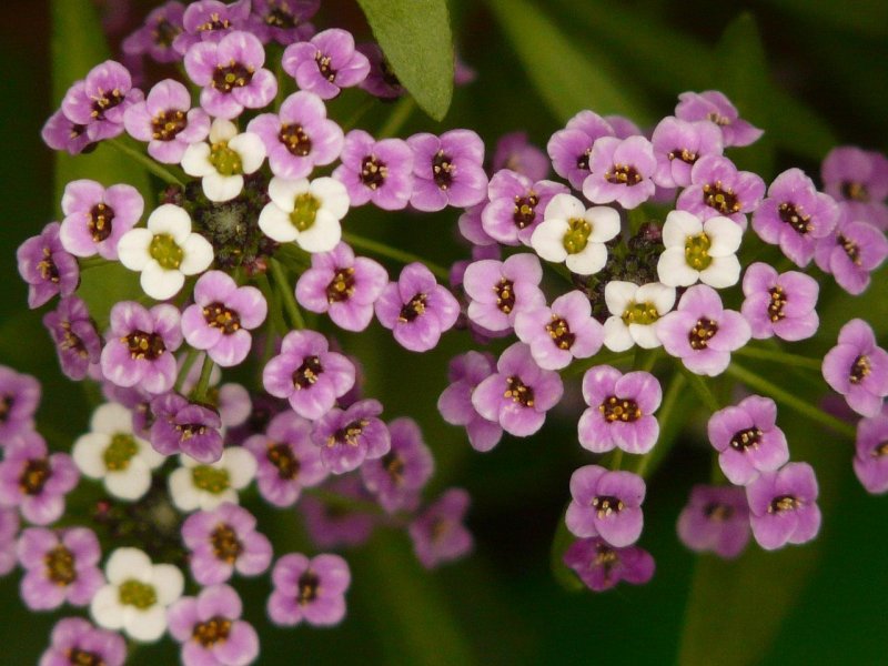 Arabis Alpina l. Резуха Альпийская