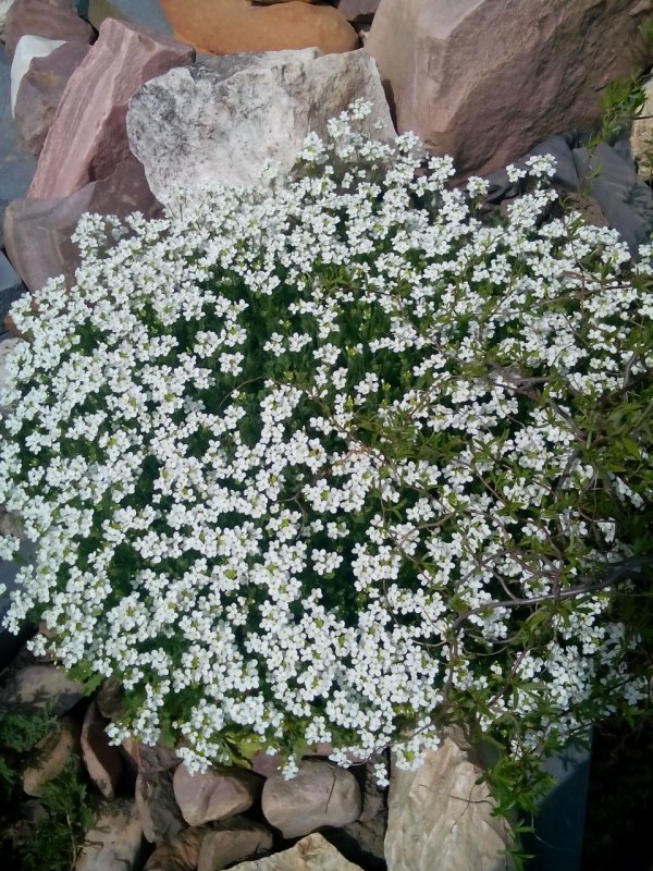 Арабис Барранкас