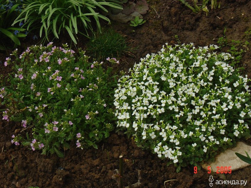 Арабис кавказский (Arabis Caucasica) Snowfix